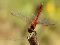 Libellen [Odonata]